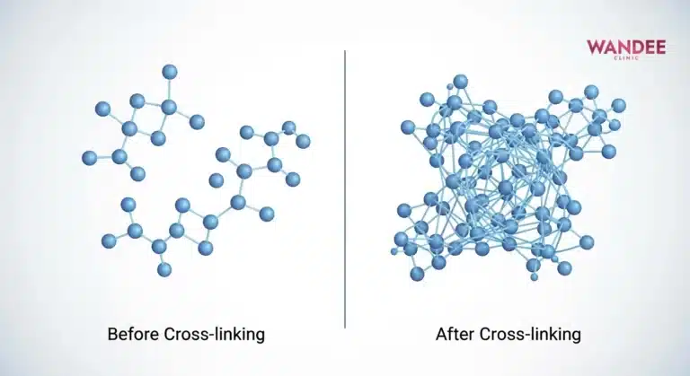 ภาพเปรียบเทียบไฮยาลูโรนิกแอซิดก่อนและหลัง cross-link แสดงโครงสร้างเจลที่คงรูปขึ้น